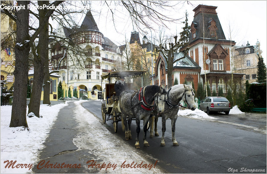 Carriage, Horse Cart, Vehicle, Animal, Horse, Mammal, Plant