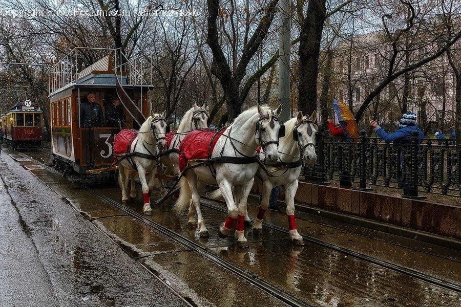 Animal, Horse, Mammal, Human, People