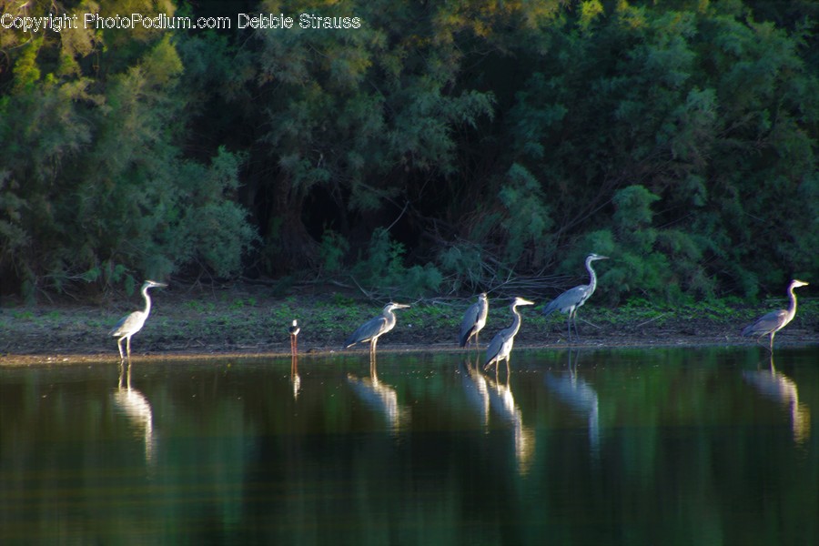 Animal, Ardeidae, Bird, Crane Bird, Heron