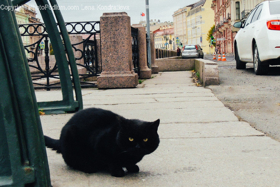 Animal, Black Cat, Cat, Mammal, Pet