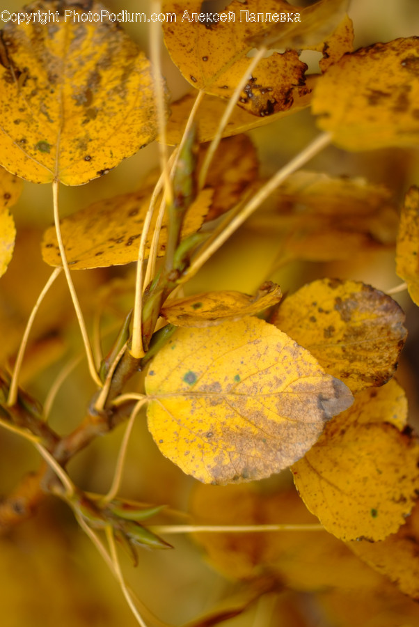 Birch, Flora, Plant, Tree, Food