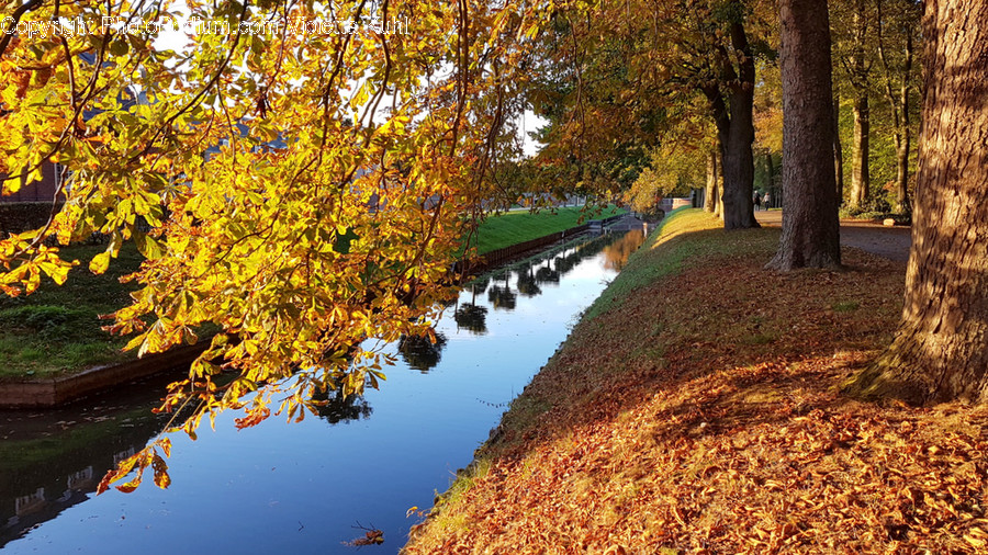 Flora, Maple, Plant, Tree, Canal