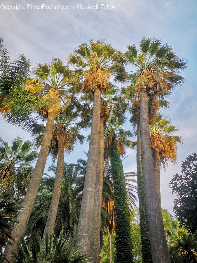 Arecaceae, Flora, Palm Tree, Plant, Tree