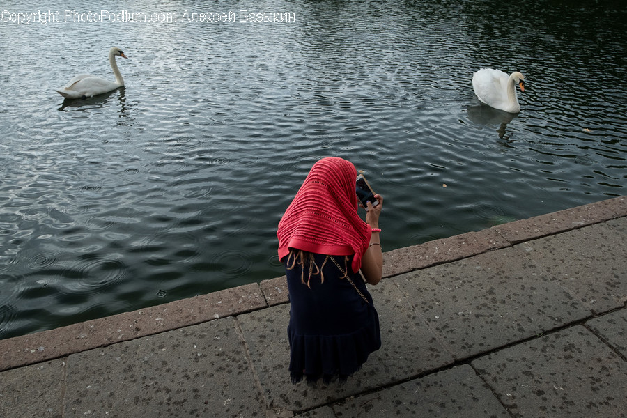 Animal, Bird, Swan, Waterfowl, Human
