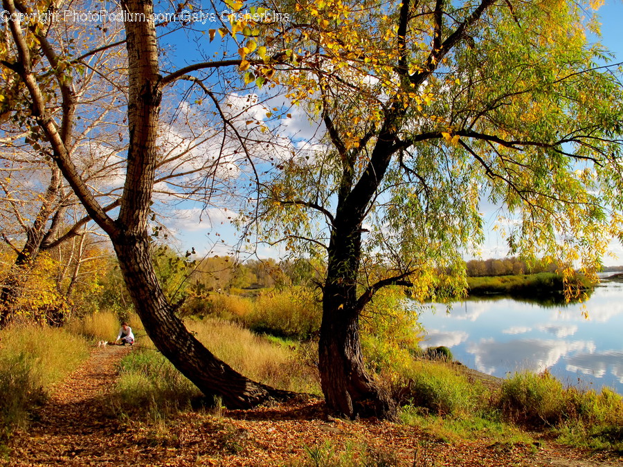 Flora, Plant, Tree, Outdoors, Pond