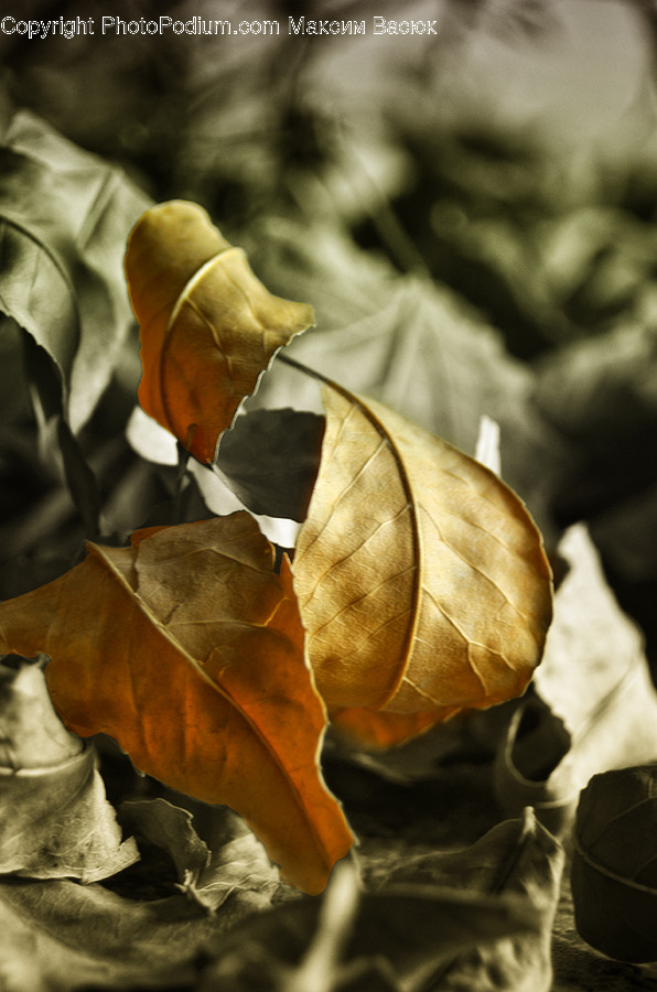 Flora, Plant