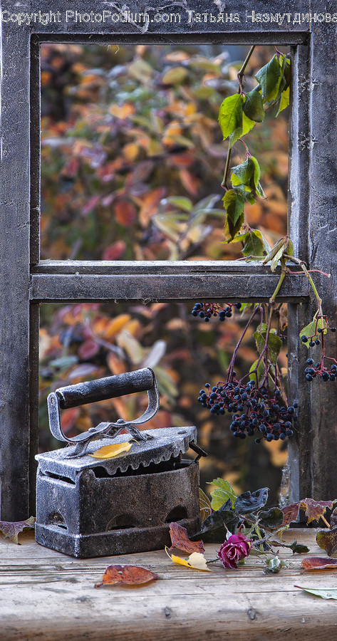 Flora, Ivy, Plant, Food, Fruit