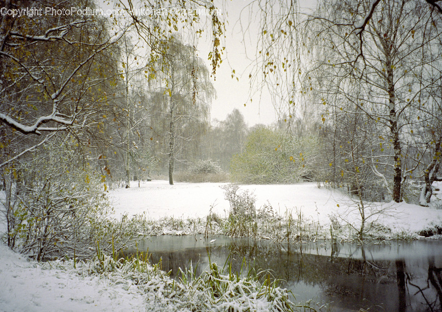 Landscape, Nature, Outdoors, Scenery, Flora