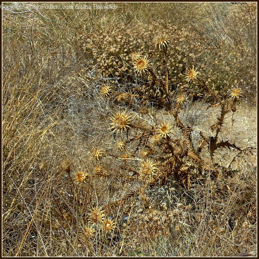 Flora, Grass, Plant, Cushion, Home Decor