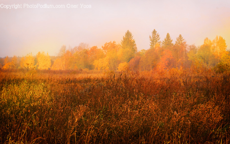 Flora, Grass, Plant, Dawn, Dusk