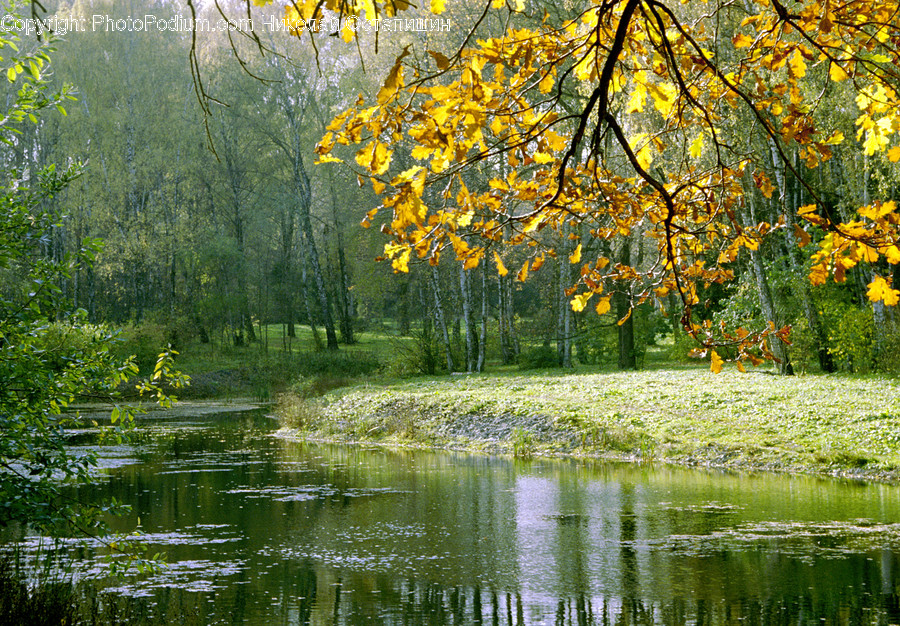 Outdoors, Pond, Water, Flora, Plant