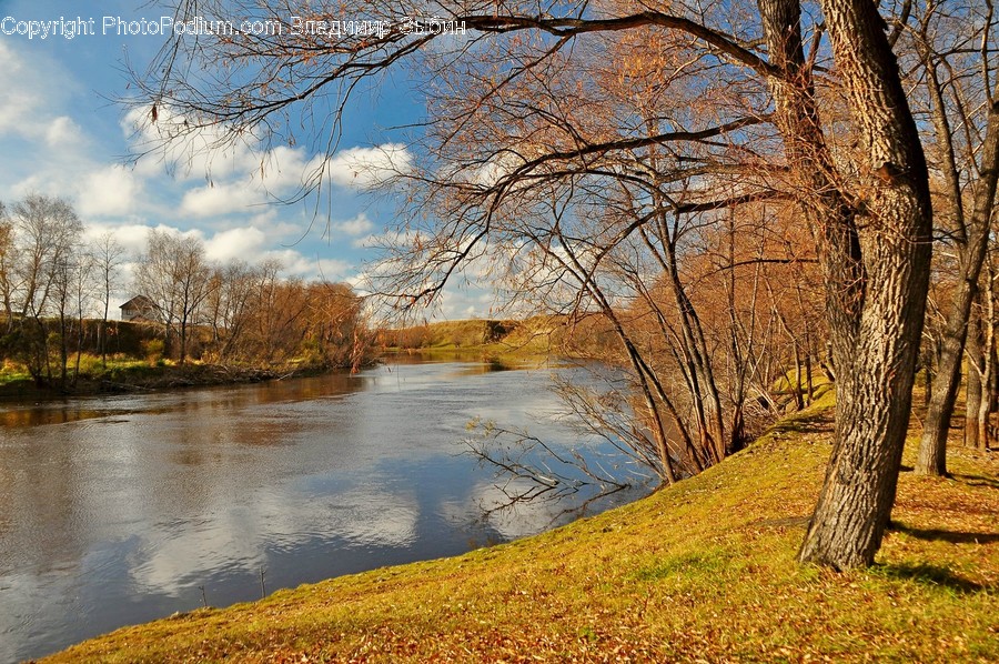 Land, Marsh, Outdoors, Swamp, Water