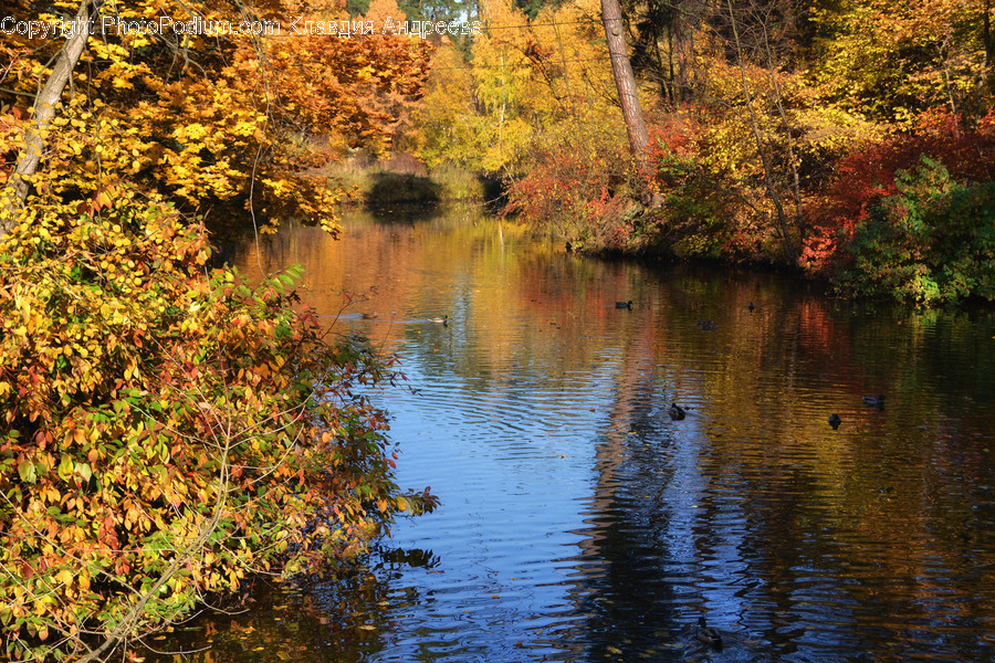 Outdoors, Ripple, Water, Bush, Flora