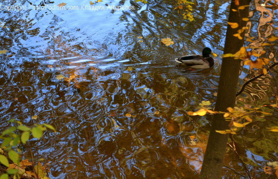 Outdoors, Pond, Water, Land, Marsh