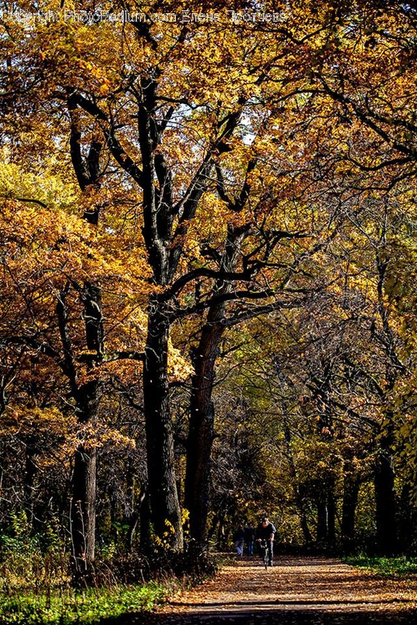 Flora, Oak, Plant, Tree, Forest