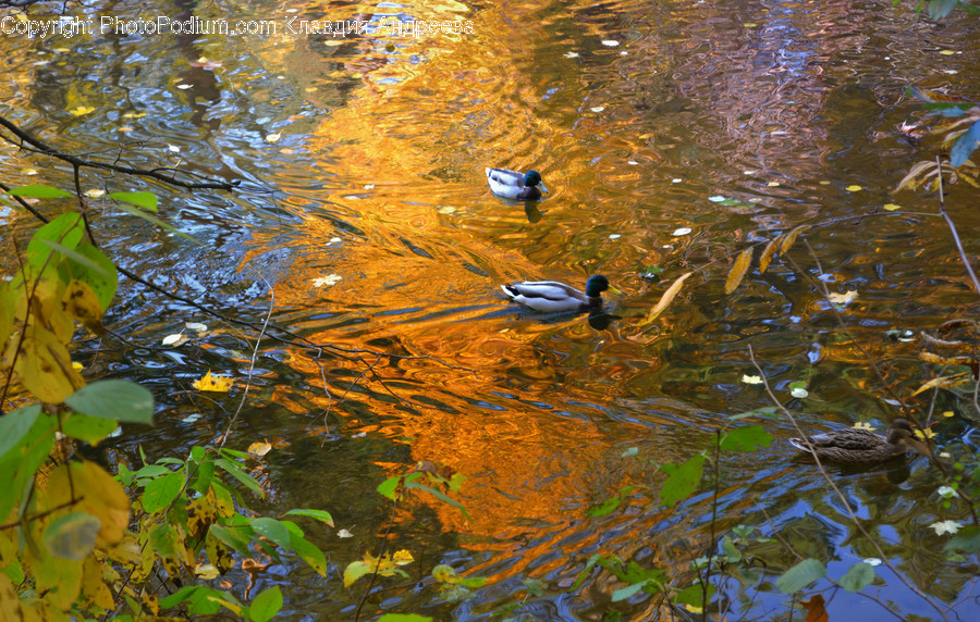 Animal, Bird, Duck, Mallard, Waterfowl