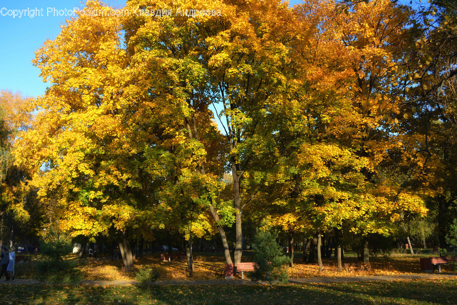 Flora, Plant, Tree, Conifer, Birch
