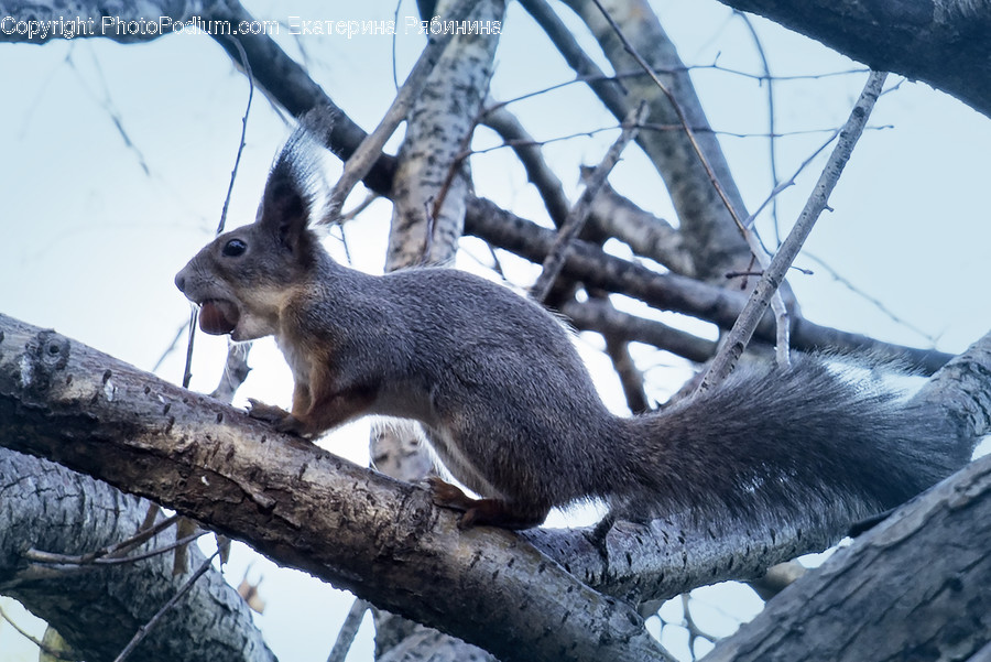 Animal, Mammal, Rodent, Squirrel, Birch