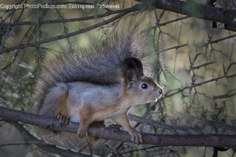 Animal, Mammal, Rodent, Squirrel