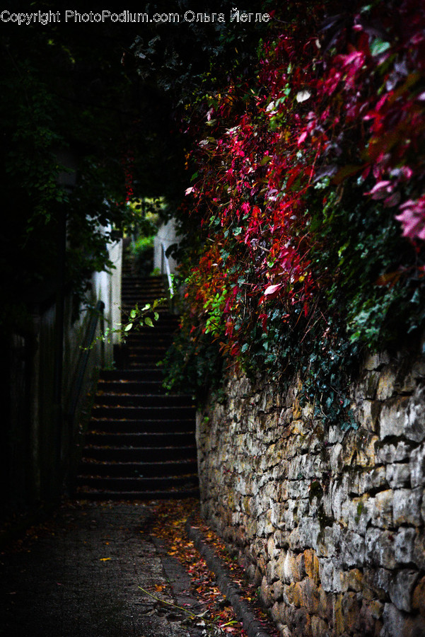 Flora, Ivy, Plant, Cobblestone, Path