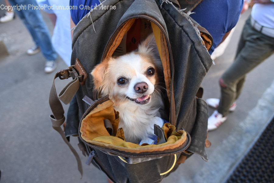 Animal, Canine, Chihuahua, Dog, Mammal