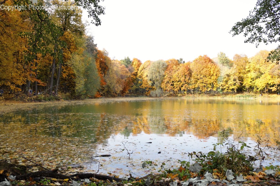 Outdoors, Pond, Water, Flora, Plant