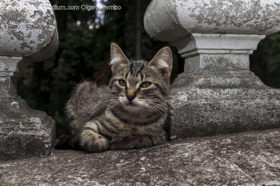 Animal, Cat, Kitten, Mammal, Pet