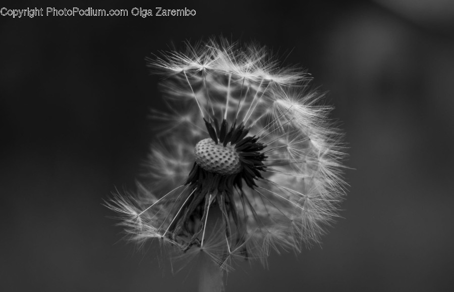 Blossom, Dandelion, Flora, Flower, Plant