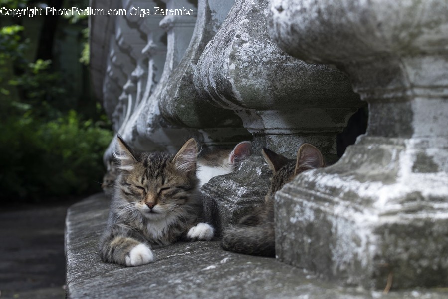 Animal, Cat, Mammal, Pet, Kitten