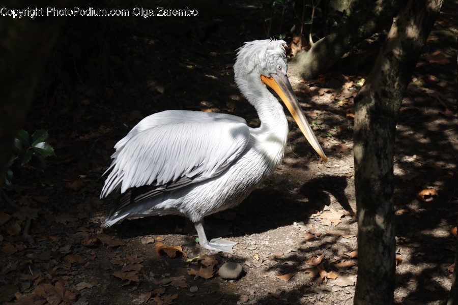 Animal, Bird, Pelican, Ardeidae, Crane Bird