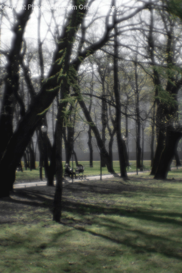 Flora, Forest, Land, Nature, Outdoors