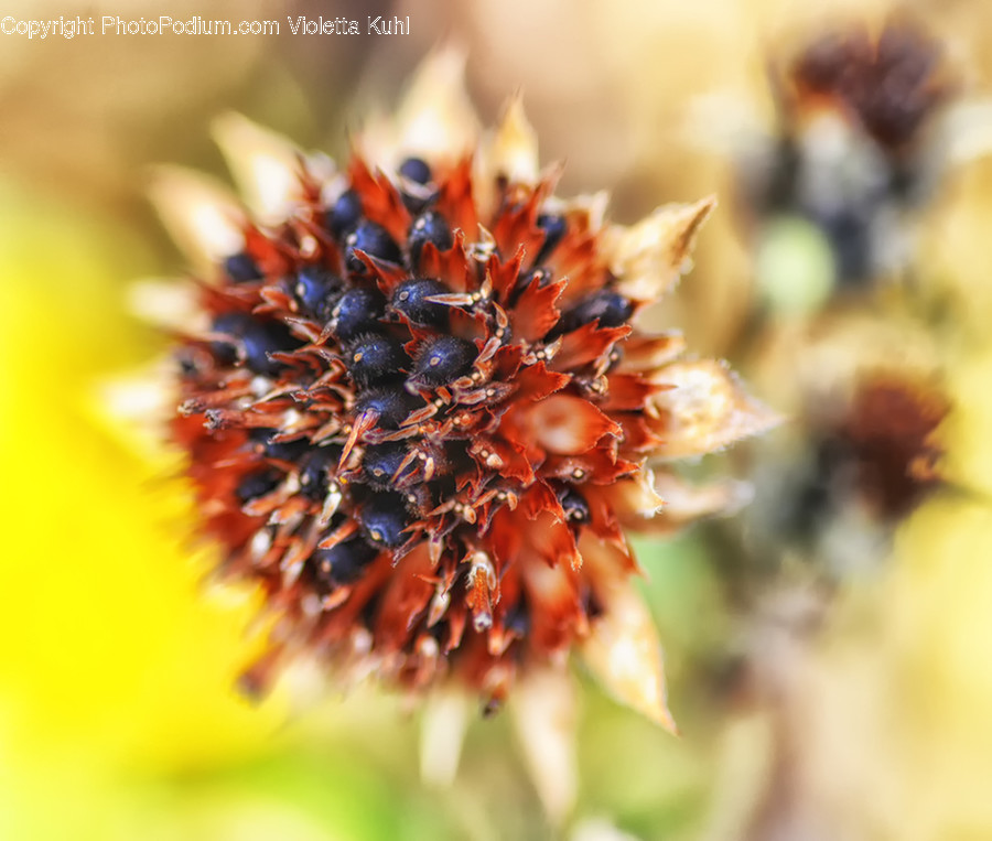 Food, Seafood, Flora, Fruit, Plant