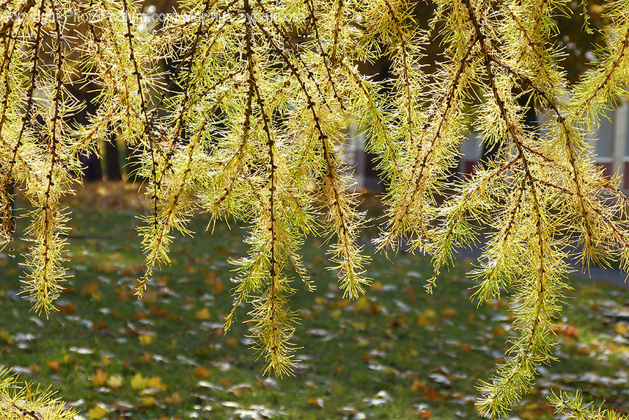 Conifer, Flora, Plant, Tree, Grass