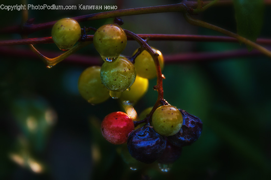 Flora, Food, Fruit, Grapes, Plant