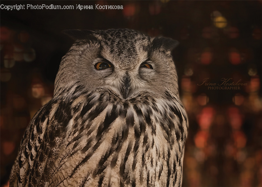 Human, People, Person, Animal, Beak