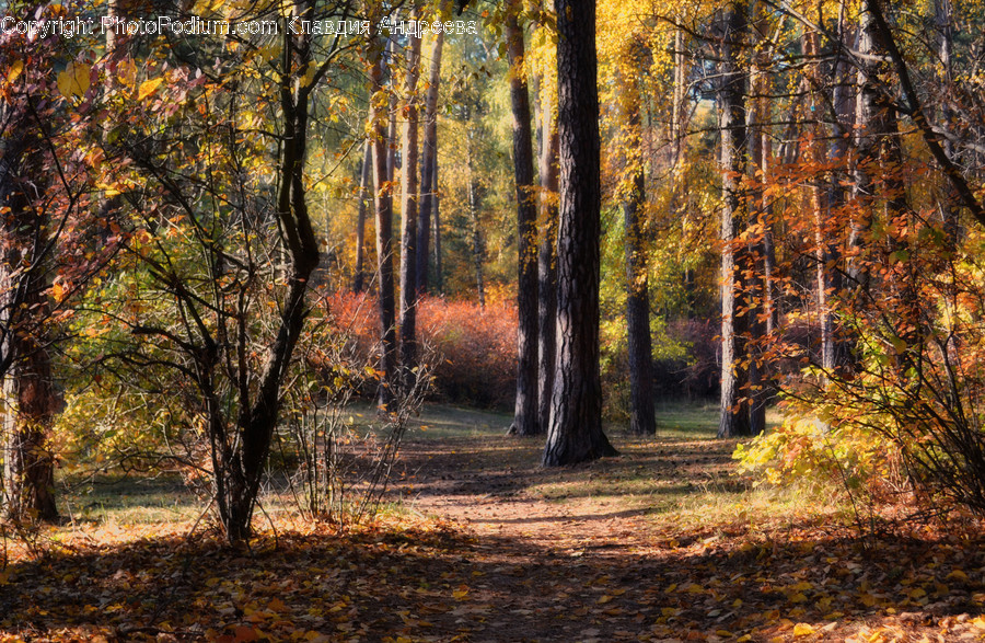 Flora, Forest, Land, Nature, Outdoors