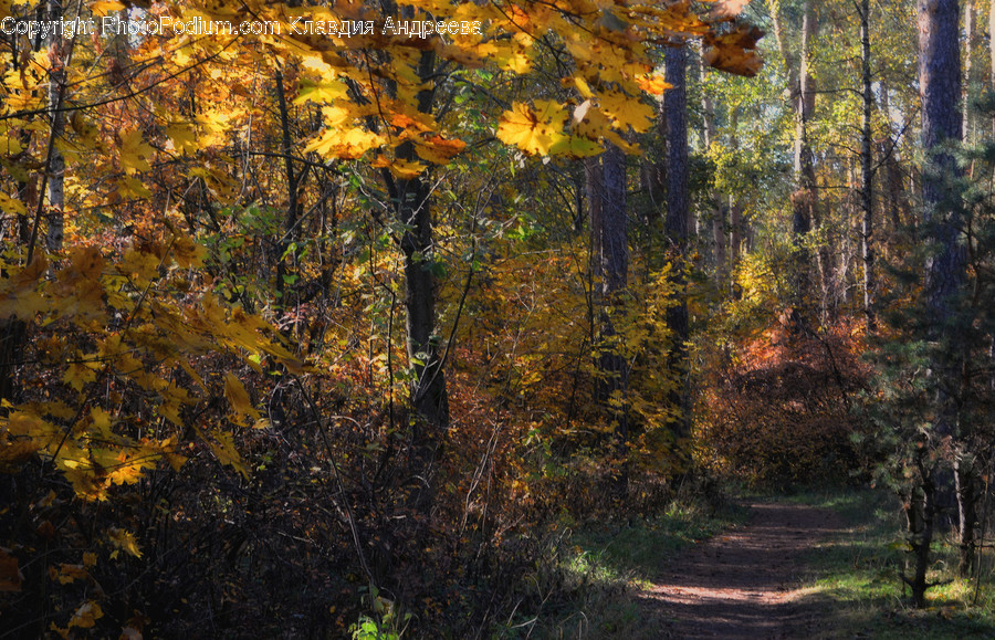 Dirt Road, Gravel, Road, Flora, Forest