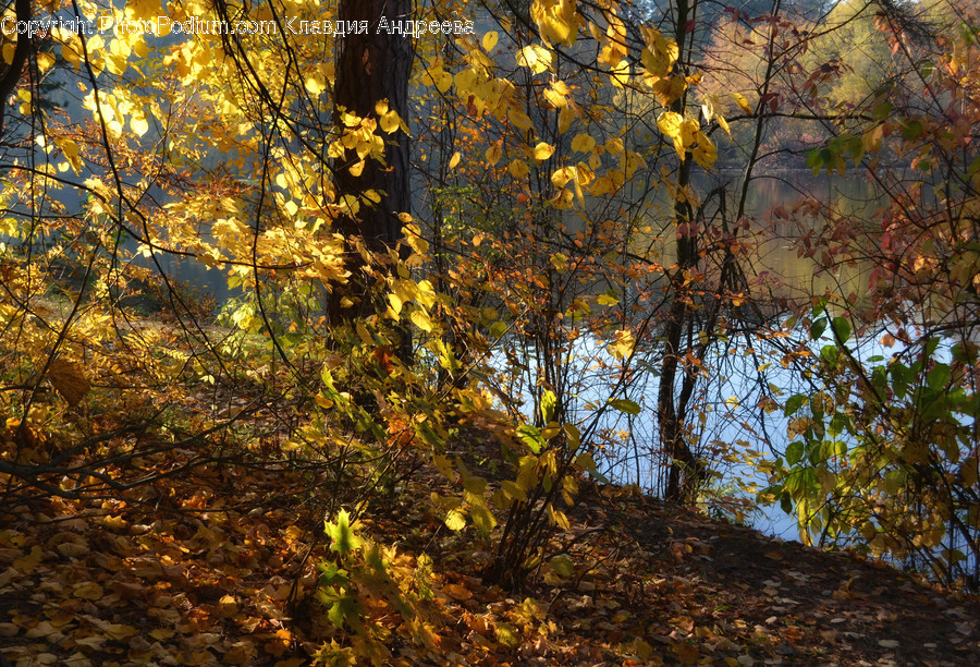 Flora, Forest, Land, Nature, Outdoors