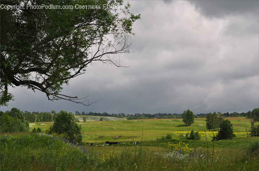 Field, Grassland, Outdoors, Flora, Plant