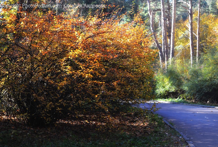 Dirt Road, Gravel, Road, Flora, Forest