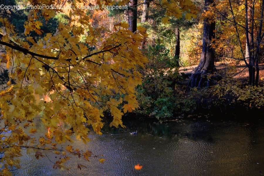Flora, Plant, Tree, Forest, Land