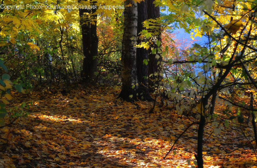 Conifer, Flora, Plant, Tree, Forest