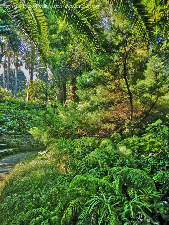 Fern, Flora, Plant, Forest, Land