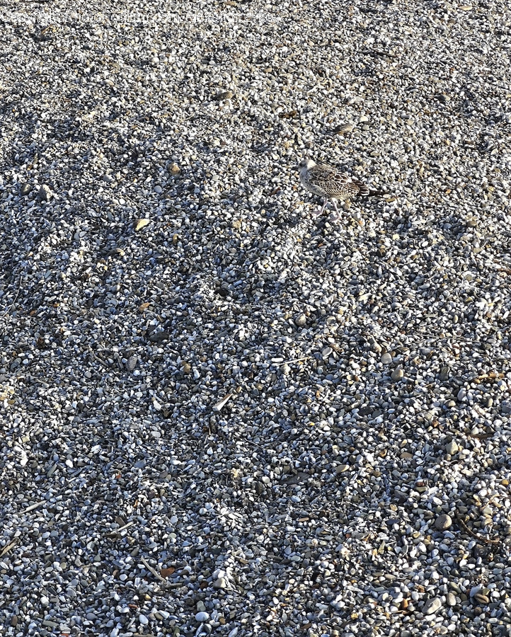 Path, Pavement, Sidewalk, Walkway, Dirt Road