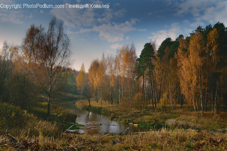 Land, Marsh, Outdoors, Swamp, Water