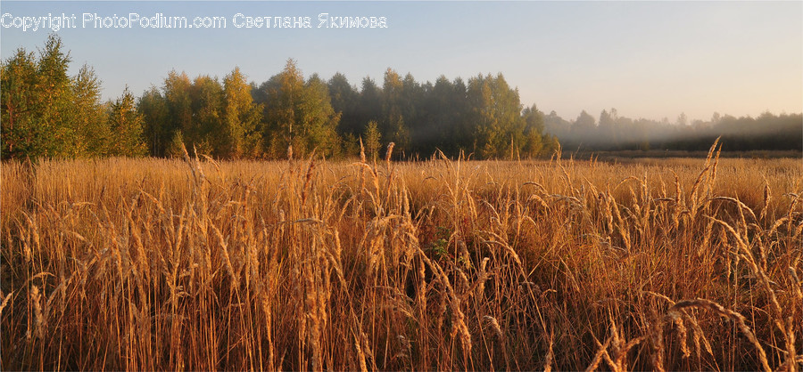 Flora, Food, Grain, Plant, Produce