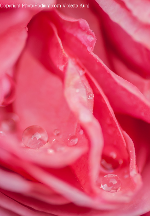Blossom, Carnation, Flora, Flower, Plant