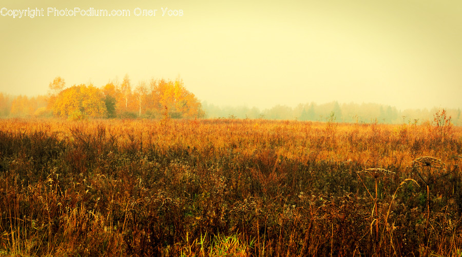 Flora, Grass, Plant, Field, Grassland