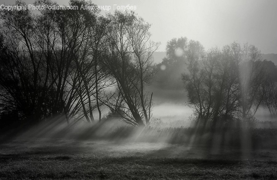 Fog, Nature, Weather, Flora, Forest
