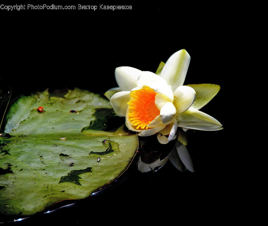 Blossom, Flora, Flower, Lily, Plant